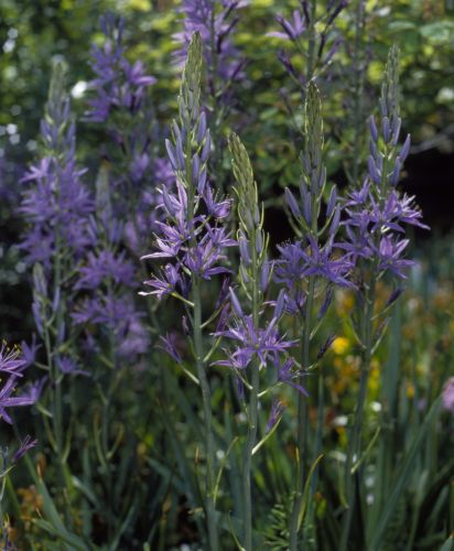 Camassia Caerulea Camassia Caerulea
