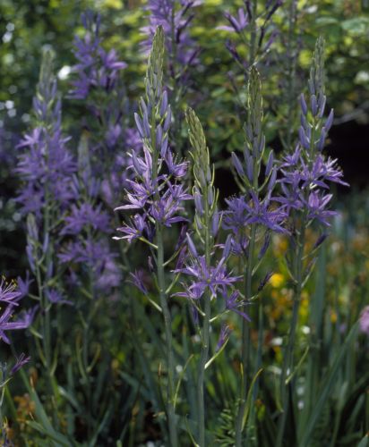 Camassia Caerulea