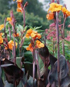 Canna Wyoming