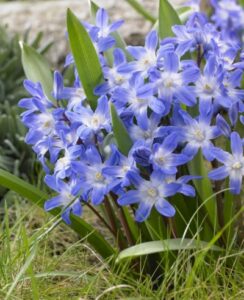 Chionodoxa Forbesii