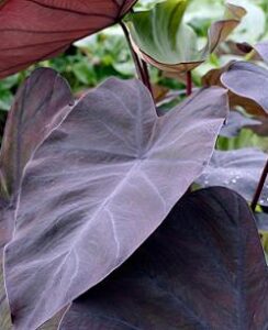 Colocasia Black Magic