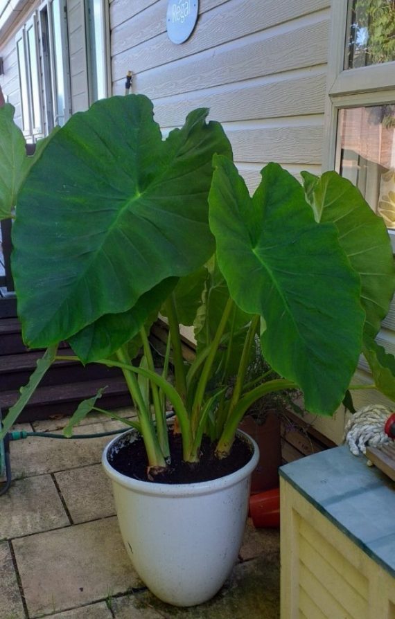 Colocasia Esculenta Anglia Bulb Company