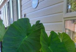 Colocasia Esculenta