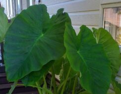 Colocasia Esculenta