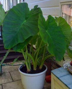 Colocasia Esculenta