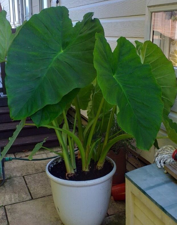 Colocasia Esculenta