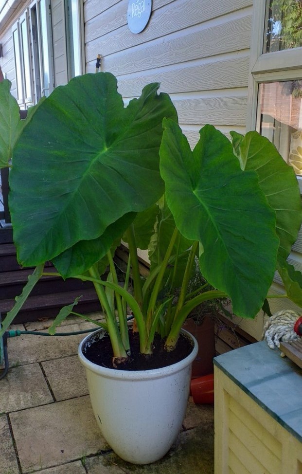 colocasia esculenta Colocasia Esculenta