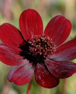 Cosmos atrosanguineus