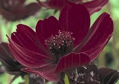 Cosmos Atrosanguineus