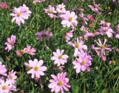 Cosmos Atrosanguineus Flamingo