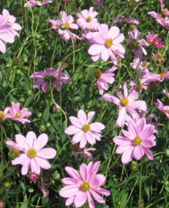 Cosmos Atrosanguineus Flamingo