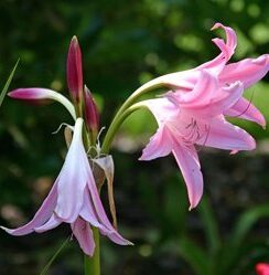 Crinum Powellii