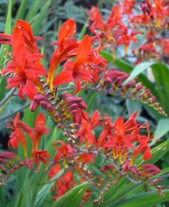 Crocosmia Lucifer