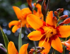 Crocosmia Emily McKenzie