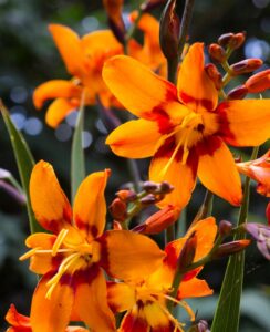 Crocosmia Emily McKenzie