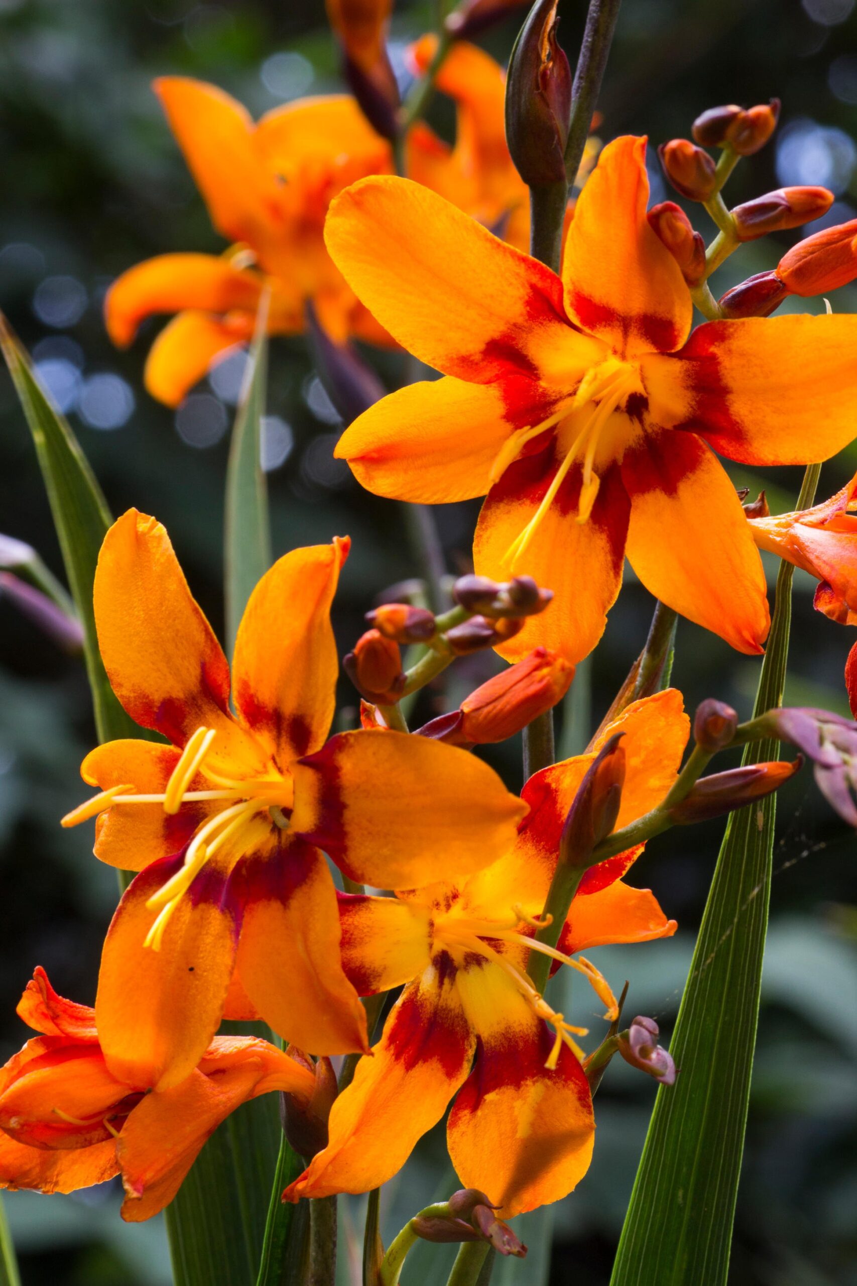 Crocosmia Emily McKenzie
