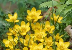 Crocus Dorothy