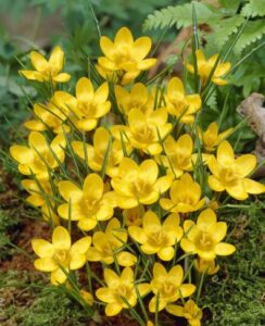 Crocus Dorothy
