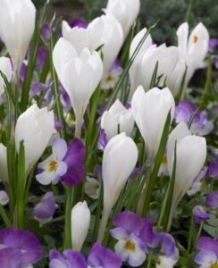 Crocus Jeanne d’Arc