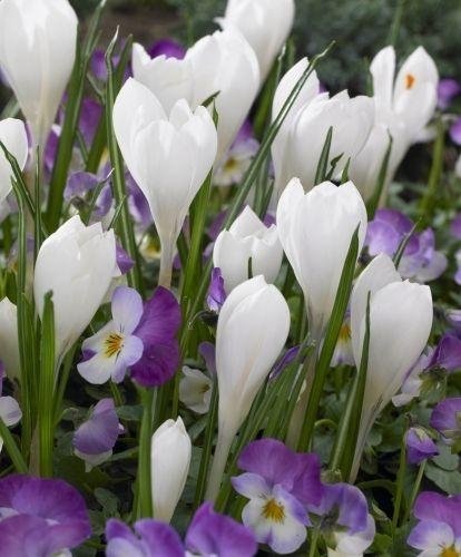 Crocus Jeanne D'Arc