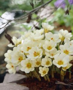 Crocus Cream Beauty