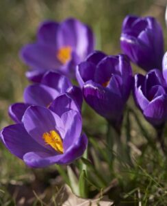 Crocus Flower Record