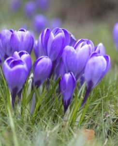 Crocus Grand Maitre