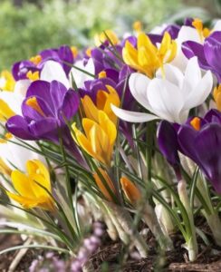 Crocus Large Flowering Mix