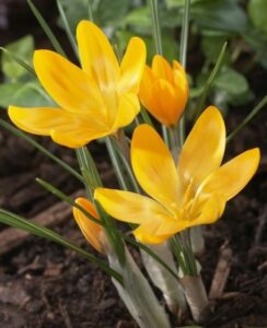 Crocus Mammoth
