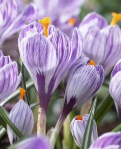 Crocus Pickwick