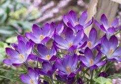 Crocus Ruby Giant