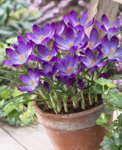 10 Free Crocus Ruby Giant