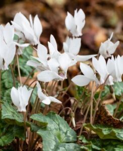 Cyclamen Hederifolium Album