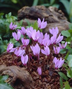 Cyclamen Cilicium