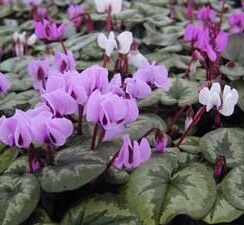 Cyclamen Coum