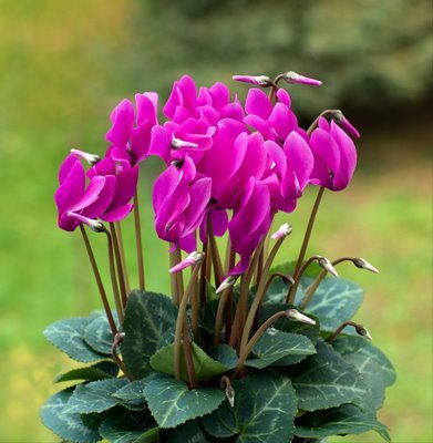 Cyclamen Persicum - Anglia Bulb Company