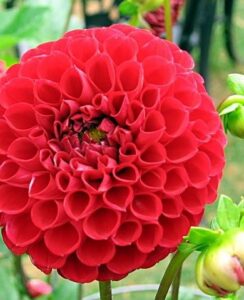 Dahlia Red Cap