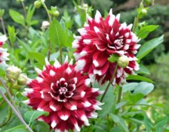 Dahlia Duet