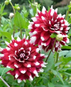 Dahlia Duet