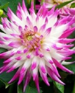 Dahlia Dutch Explosion