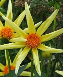 Dahlia Honka