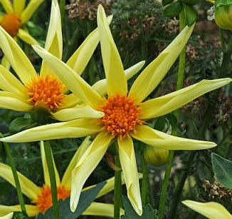 Dahlia Honka Dahlia Honka