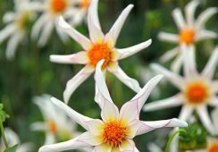 Dahlia Honka Fragile