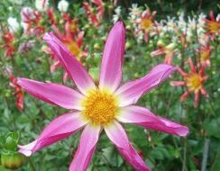 Dahlia Honka Pink