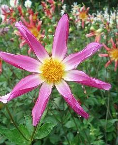 Dahlia Honka Pink