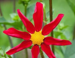 Dahlia Honka Red