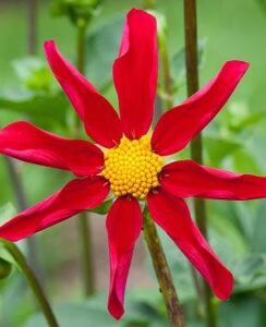 Dahlia Honka Red