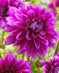 Dahlia Le Baron