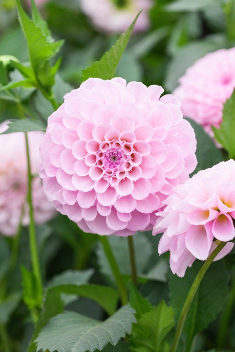 Dahlia Stolze Von Berlin Anglia Bulb Company