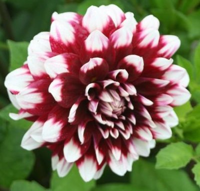 Dahlia Duet Plant